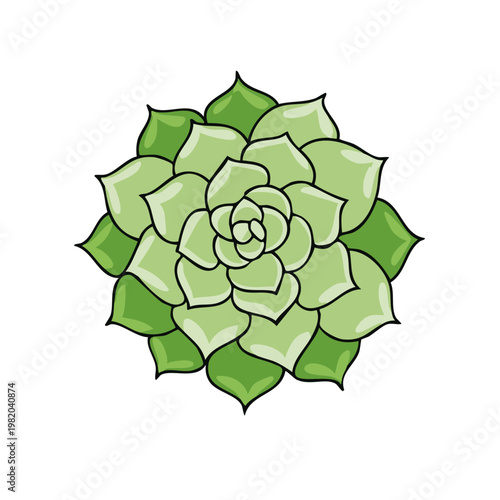 Top view of a stylized green succulent plant with detailed layered petals isolated on white