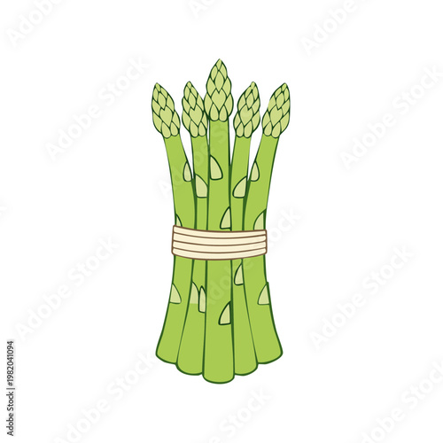 Fresh green asparagus spears tied with twine healthy vegetable illustration