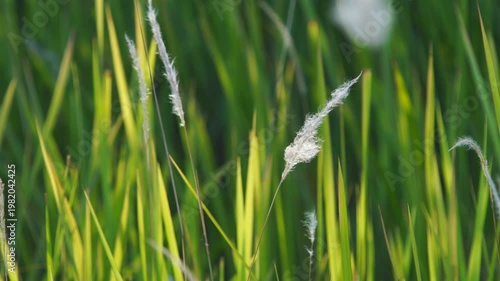 Close-Up of Green Grass with Delicate White Seed Heads on a Sunny Day