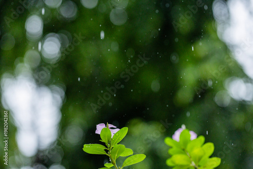 Various views of the monsoon season	
