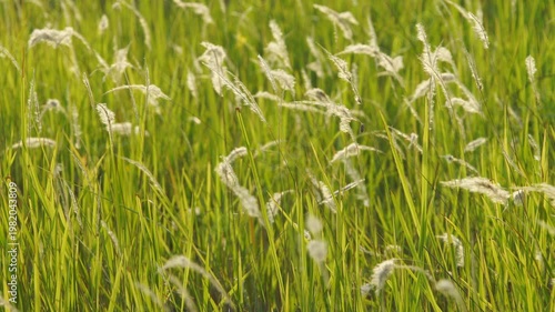 Lush Green Grassland with Delicate White Grass Plumes in Nature