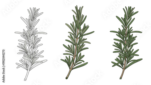 Three branches of fresh rosemary shown in outline, textured green, and detailed colored versions for botanical and culinary designs.