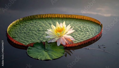 Single blossom, yellow and white, atop a large lily pad in dark water with subtle sky reflections