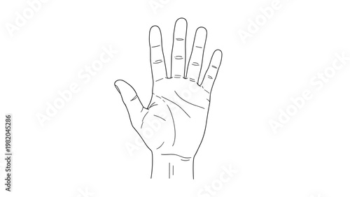 Detailed line art drawing of the palm of a human hand showing skin folds, lines, and anatomical features on a white background.