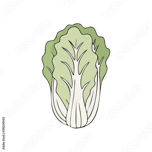Fresh green napa cabbage illustration with detailed leaf veins and crisp texture