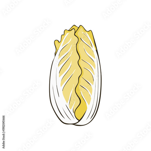 Fresh Napa Cabbage Illustration Simple Line Drawing
