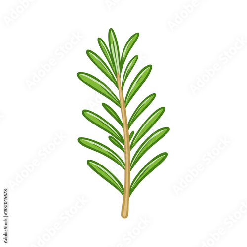 Fresh green rosemary herb sprig illustration with slender leaves and textured stem