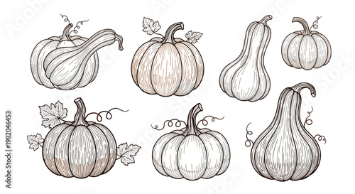 Set of vintage hand drawn pumpkins in various shapes and sizes in engraving style on a plain white background.