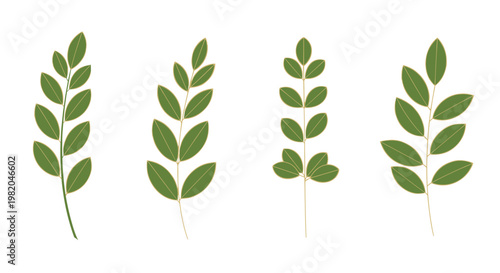 Set of four green leaf branches with different leaf arrangements and stem orientations on a white background.