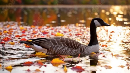 Canada Goose Swimming in Autumn Pond with Fallen Leaves