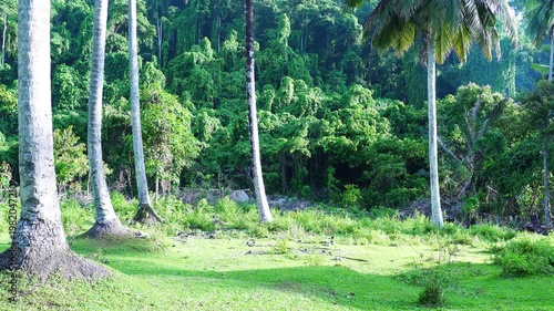 Tropical Jungle Landscape with Tall Coconut Trees and Dense Rainforest