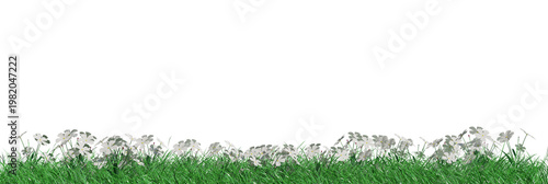 Lush Green Grass with Delicate White Flowers Creating a Serene Natural Border on a transparent  Background