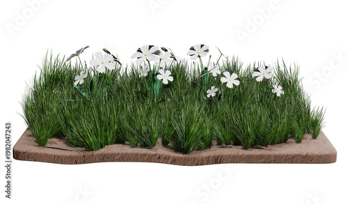 Lush Green Grass with White Flowers on Soil Patch Isolated on transparent  Background