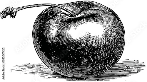 Detailed engraving of a single apple with stem, sitting on a textured surface