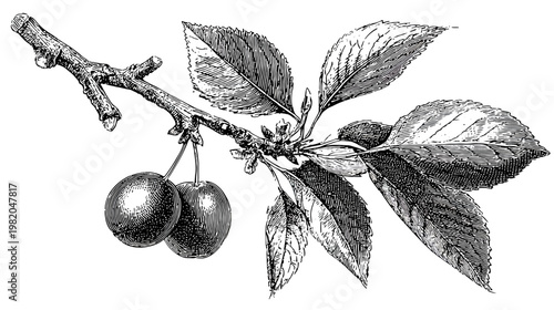 Etching of cherry branch with two fruit and several leaves