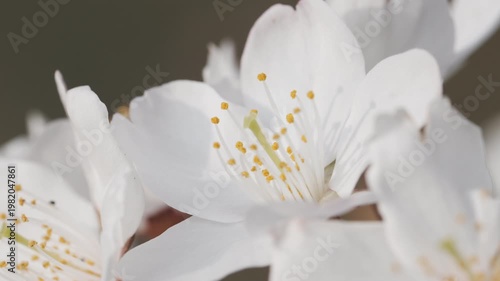 Close-up of Beautiful Pink Cherry Blossoms in Full Bloom Under Spring Sunlight