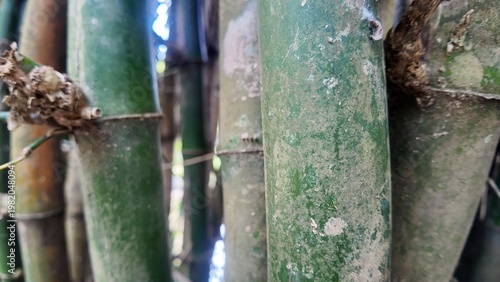 Bamboo trees are versatile plants known for their rapid growth and exceptional strength. Commonly found in tropical and subtropical regions, including Indonesia, bamboo is widely used for construction