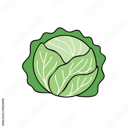 Fresh Green Cabbage Vegetable Cartoon Illustration