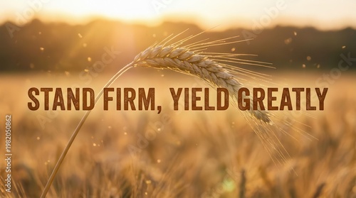 Scene of a Single Resilient Wheat Ear, Sunlight Effect