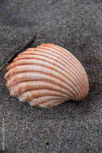 seashell on the beach