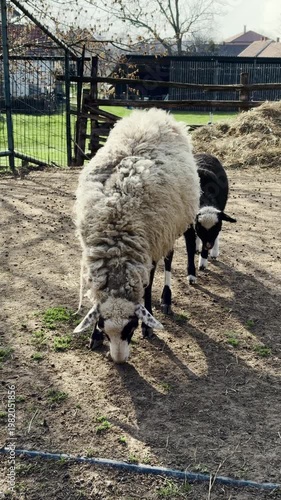 Sheep grazes calmly in a farm yard while a lamb walks nearby and explores the surroundings. Quiet rural life scene with natural light and simple countryside atmosphere