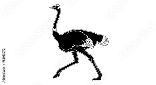 Black and white illustration of an ostrich walking