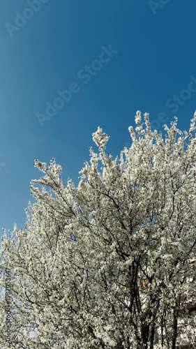 Blooming tree branches with white flowers moving in the wind against clear blue sky. Bright spring scene with natural motion and fresh atmosphere