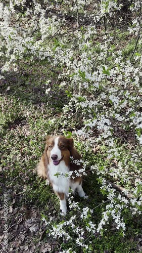 Brown Australian shepherd sitting under blooming branches surrounded by white flowers and green grass. Bright spring portrait with natural light and calm outdoor atmosphere