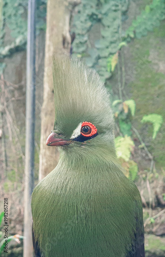 Fotografía A bright green turaco bird featuring a tall feathered crest and a distinctive bright red circle around its eye turns its head to the left
