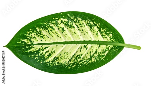 Single, vibrant leaf with green and pale yellow mottling, isolated on white
