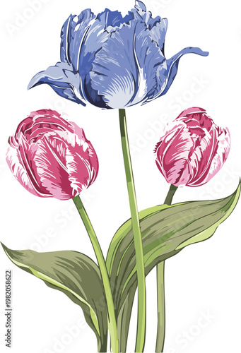 Colorful botanical illustration of parrot tulip floral arrangement, scientific style flowers digital painting decoration, graphic asset flat transparent vector png, watercolor gouache style hand drawn