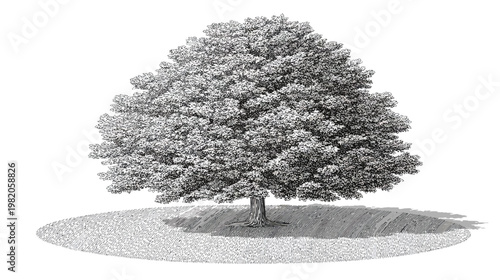 Stylized pen-and-ink tree illustration on a field with light and shadow effects