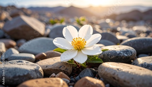 Single white flower with yellow center growing amid smooth river rocks under a soft, sunny sky