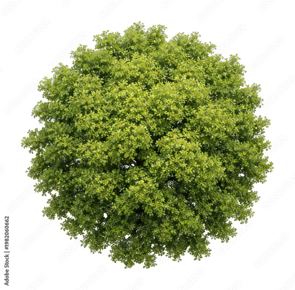 Obraz premium PNG Lush green tree top view