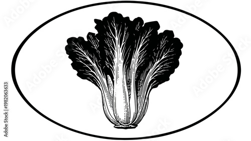 Black and white drawing of bok choy plant inside oval frame