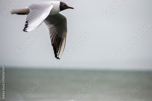 A gull flying above the ocean 