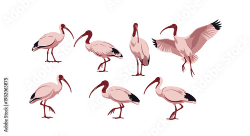 Set of vector illustrations of the African sacred ibis bird in seven different poses, showcasing its natural movements like walking and spreading its wings.