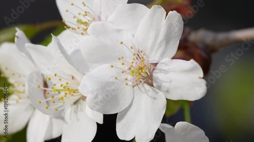 Close-up of Beautiful Pink Cherry Blossoms in Full Bloom Under Spring Sunlight