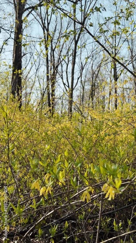 Bright yellow forsythia flowers cover branches in a sunlit spring forest. Early blooming shrubs create a vivid seasonal nature and renewal concept