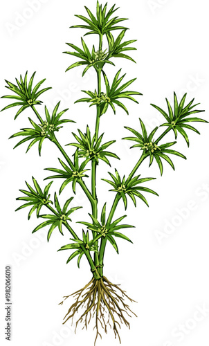 Najas indica illustration art