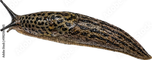 Limax maximus illustration art