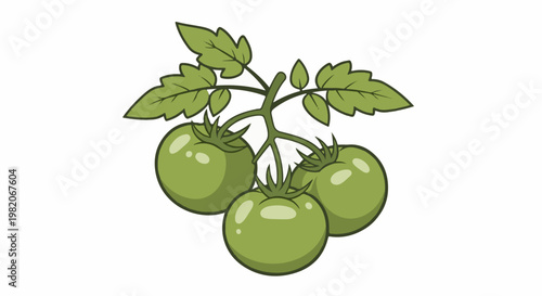 Three unripe green tomatoes hang on a vine with leaves