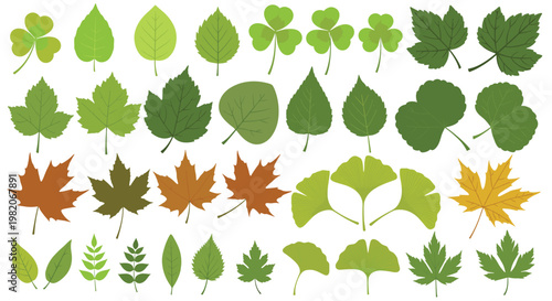 Diverse collection of green and brown tree leaves in various shapes and sizes representing different botanical species and seasons.