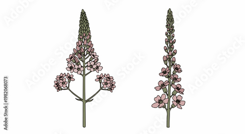 Two stylized flowering plant stalks with pink blossoms and green buds