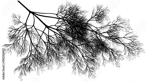 Black and white rendering of a dill branch with delicate leaves on a white background