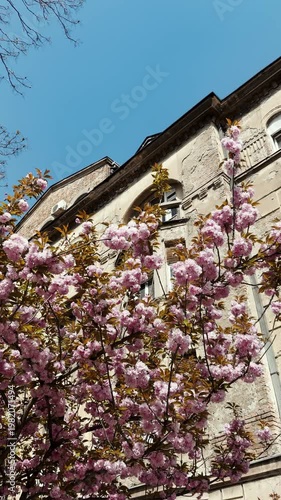 Blooming pink cherry tree stands in front of an old textured building under blue sky. Urban spring scene combines architecture and nature in a peaceful seasonal concept