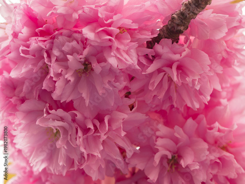 Sakura, fleurs de cerisiers, japon, gros plan