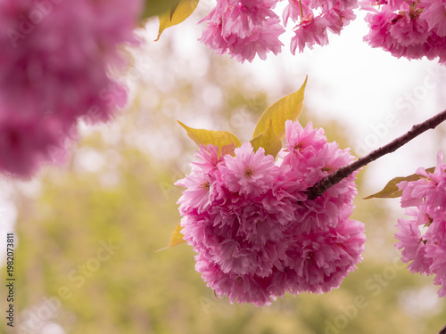 Sakura, fleurs de cerisiers, japon