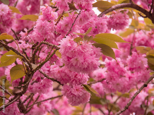 Sakura, fleurs de cerisiers, japon