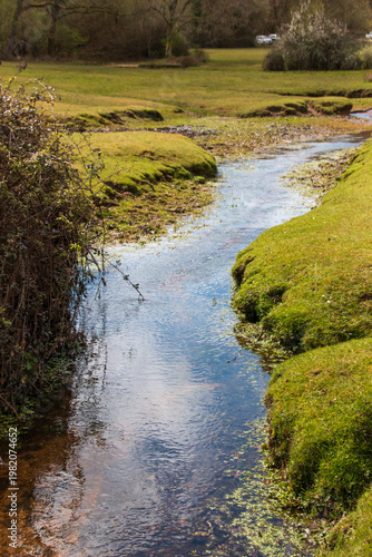 river in the forest